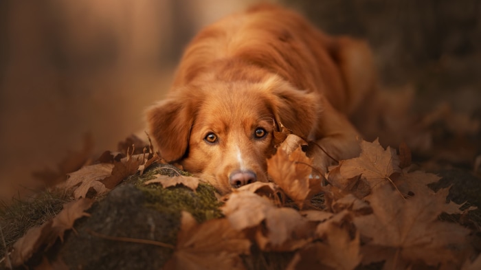 Golden Retriever dog lying in autumn leaves