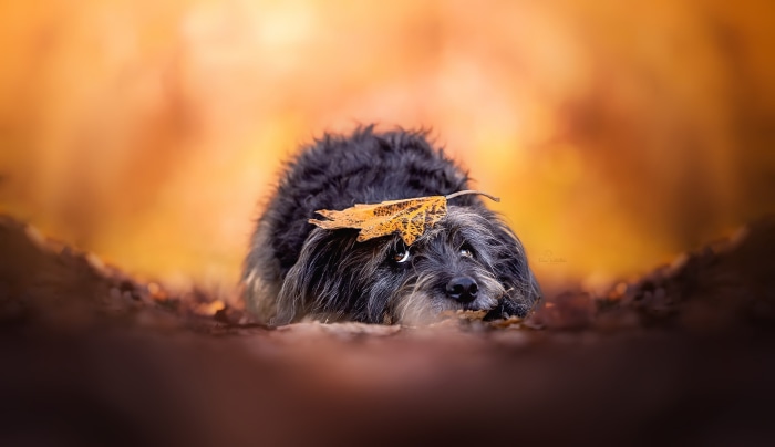 Scruffy dog with leaf on head in autumn