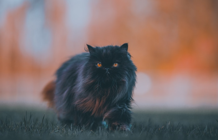 Black Persian Cat 4K