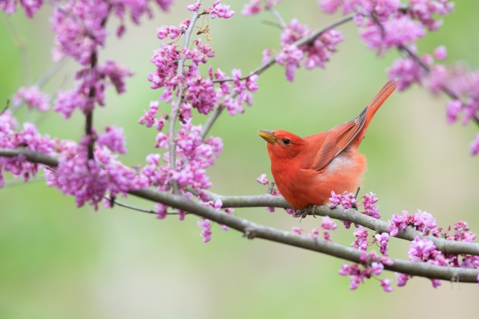 Scarlet Tanager perched on a flowering branch