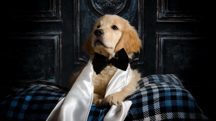 Golden Retriever puppy wearing a bow tie and scarf
