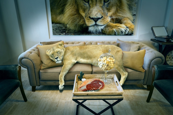 Lion on a sofa with a painting of a lion