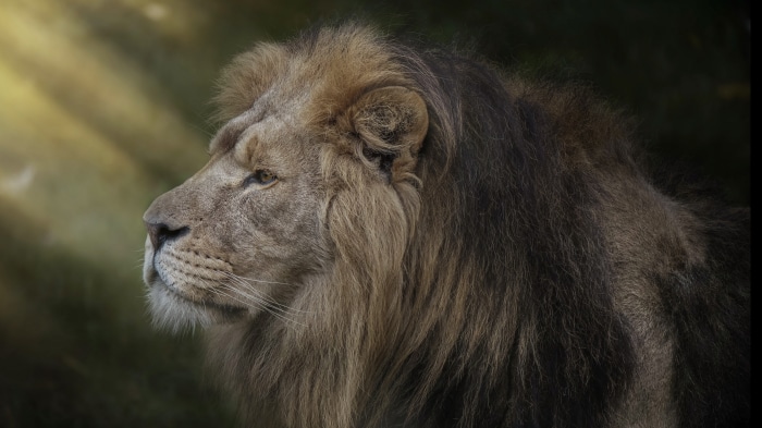 Lion