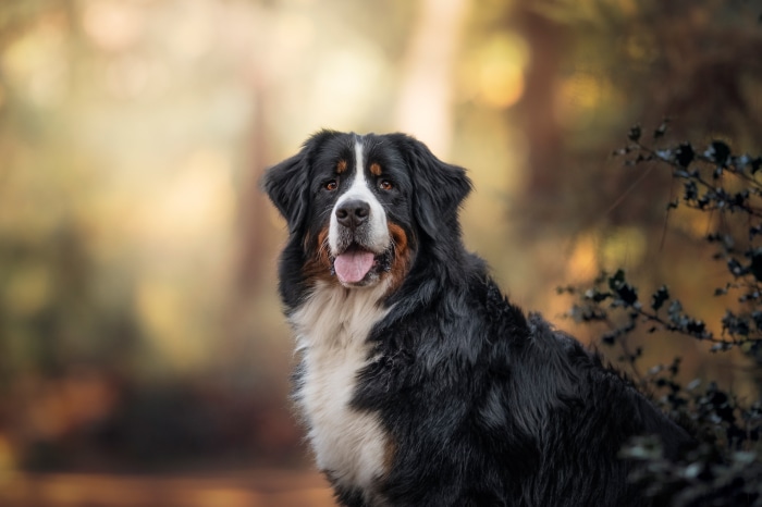 Bernese Mountain Dog in Autumn Forest