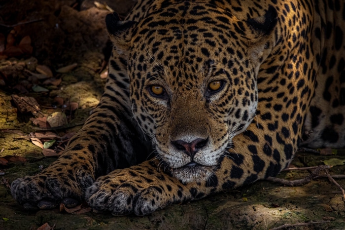 Jaguar lying on the ground