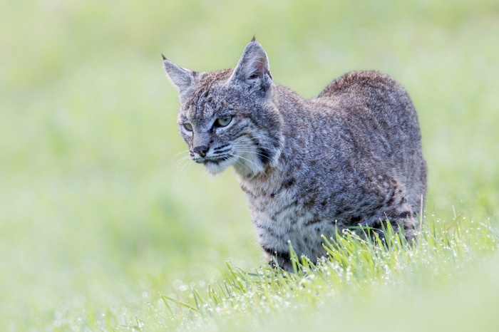 Bobcat in green grass