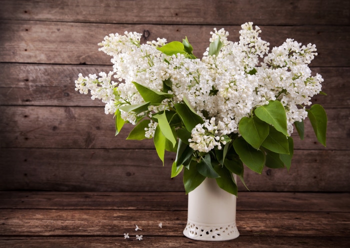 White Lilacs in a Vase on a Wooden Table