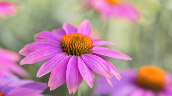 Purple coneflower with orange center