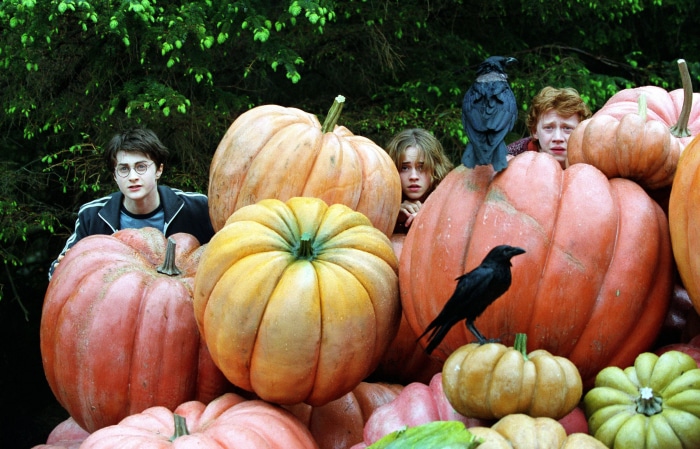 Harry Potter, Hermione Granger, and Ron Weasley with pumpkins