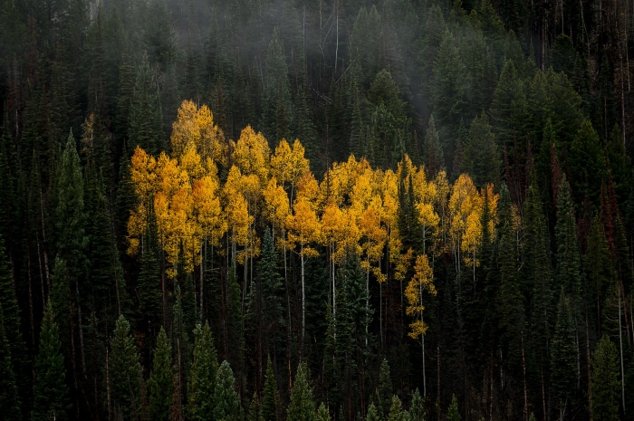 Aspen Patch in a Dark Forest