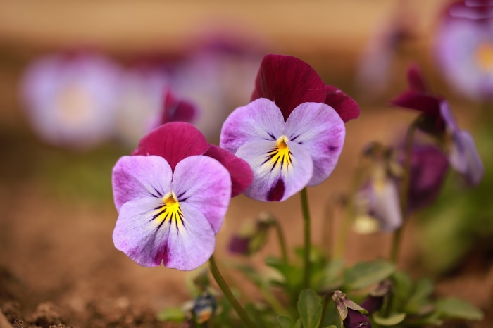 Two purple and yellow pansies in soft focus