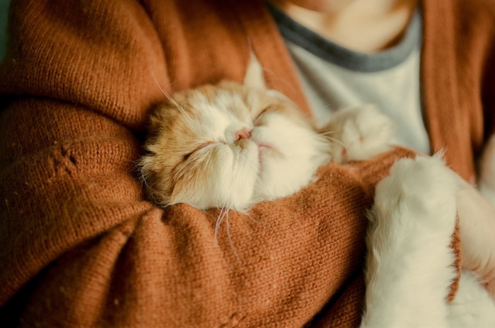 A person holding a sleeping kitten