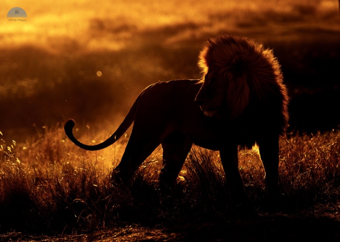 Lion in Serengeti National Park, Tanzania