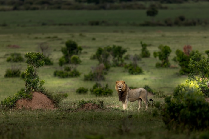 Lion in its habitat in Serengeti