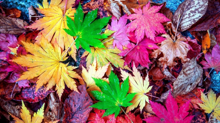 Colorful Autumn Maple Leaves on the Ground