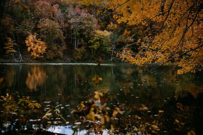 Autumn trees reflecting in a lake