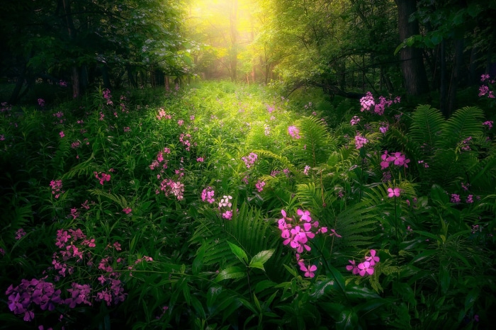 Pink flowers in a sunlit forest