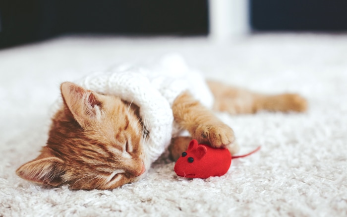 Orange kitten sleeping with a toy mouse