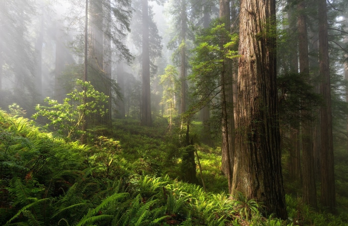 Misty redwood forest with ferns and sunlight