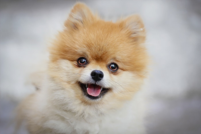 Pomeranian Dog
