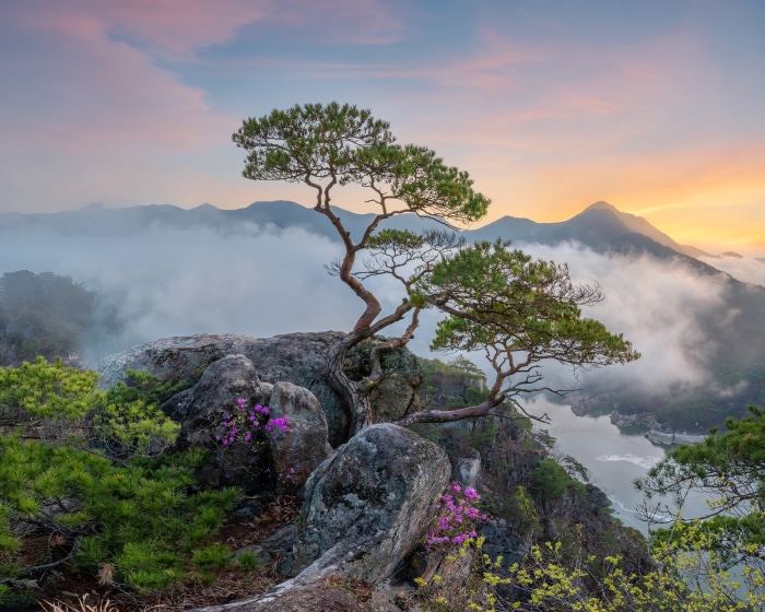 Twisted pine tree on a rocky cliff overlooking a misty valley at sunrise