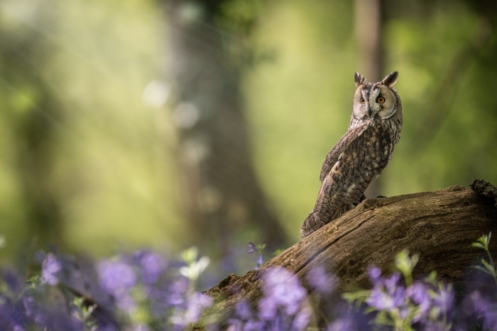 Long-Eared Owl perched on a branch with bluebells