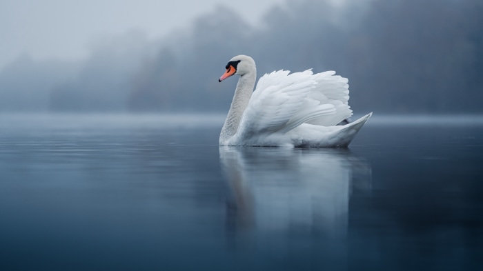Mute Swan on a Misty Lake 4K