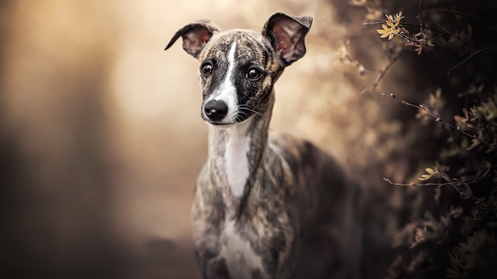 Brindle Whippet puppy looking to the side