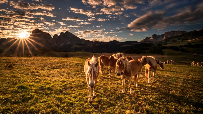 Horses in the Dolomites at Sunset