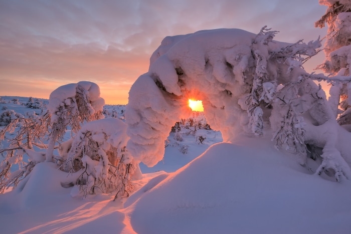 Snow-covered trees at sunrise