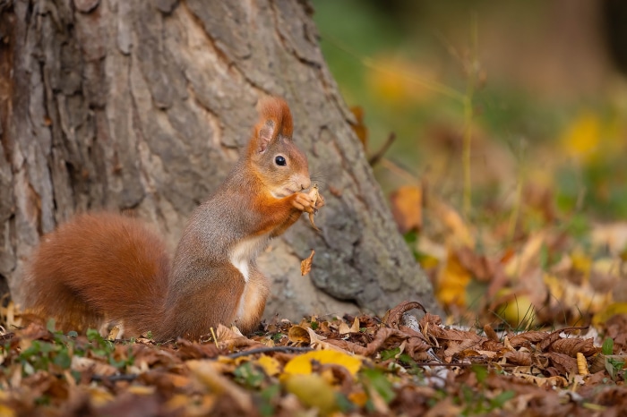 Red squirrel eating nut by tree trunk