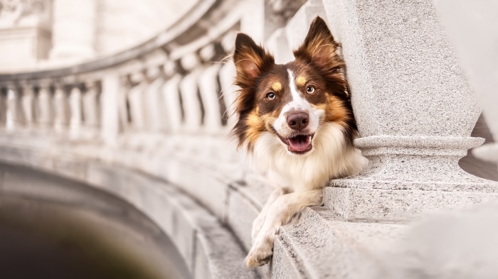 Brown and white dog peeking over a stone railing