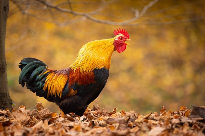 Rooster standing in autumn leaves