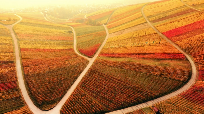 Vineyard in Fall Colors 4K