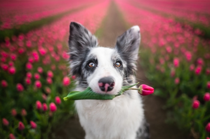 Border Collie holding a tulip in a field