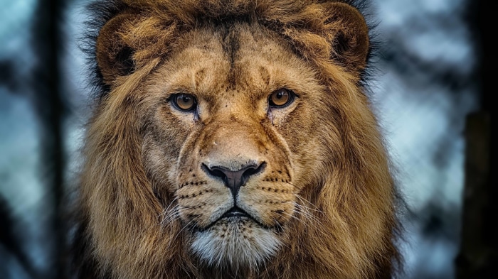 Close-up of a male lion's face