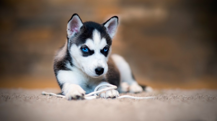 Husky puppy with blue eyes playing with a rope
