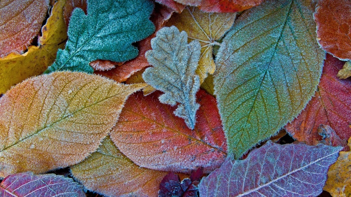 Autumn leaves coated with frost
