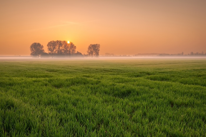 Sunrise over a misty green field with trees