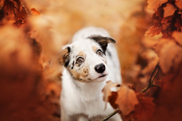 Puppy surrounded by autumn leaves