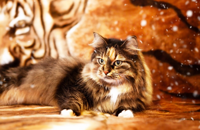 Fluffy Cat Lying on Tiger Print Blanket