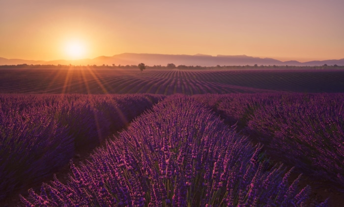 Lavender field at sunrise