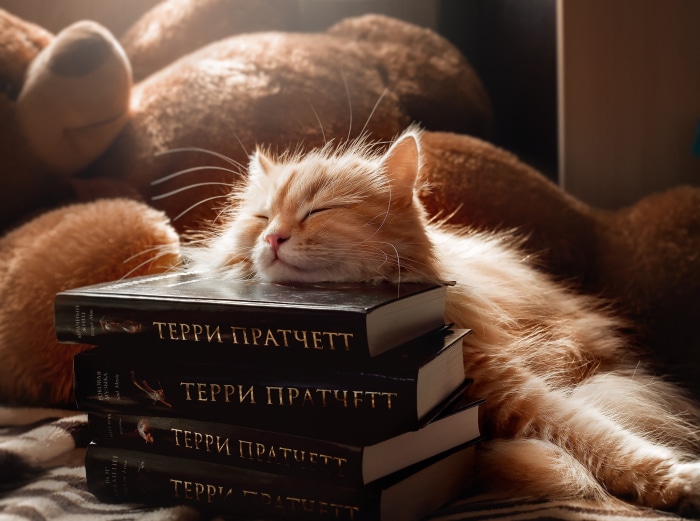 Orange cat sleeping on Terry Pratchett books