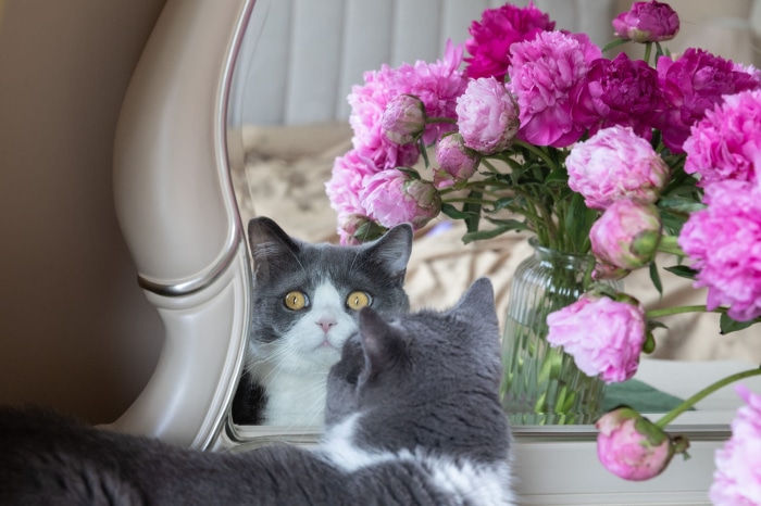 Cat looking in a mirror with peonies