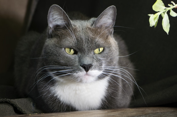 Gray and white cat with yellow eyes