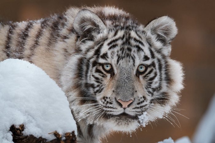 White Tiger Cub in Snow