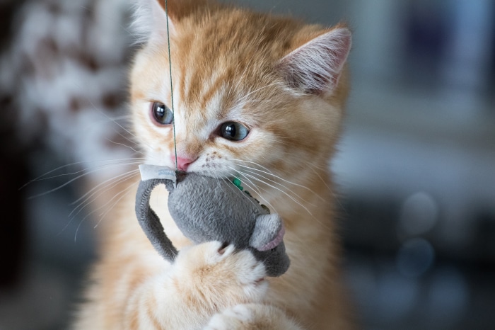 Orange Kitten Playing with Toy Mouse