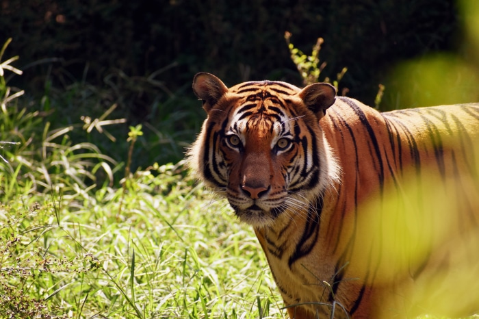 Tiger in Grass 4K