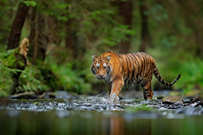 Tiger walking through water in a forest