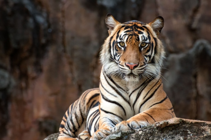 Tiger 4K